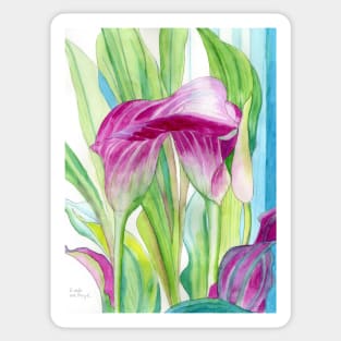 Pink Calla lilies watercolour painting Sticker